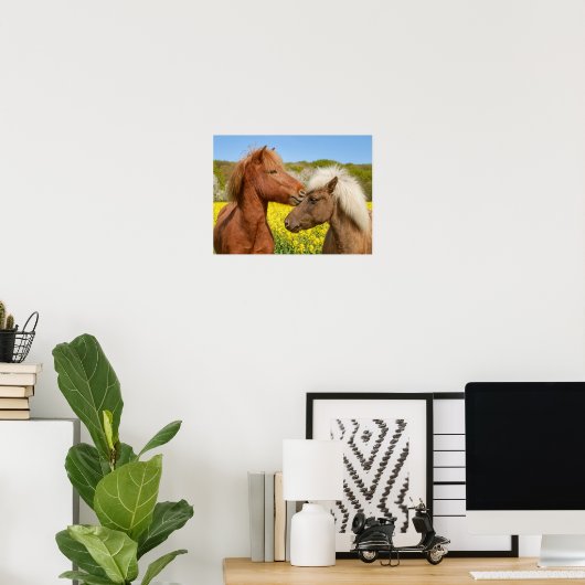 Poster Cute islandaise Horses Cuddle dans une prairie pri (Bureau à domicile)