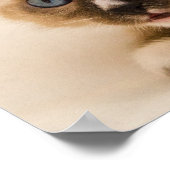 Poster Cute Kitten aux yeux bleus (Coin)