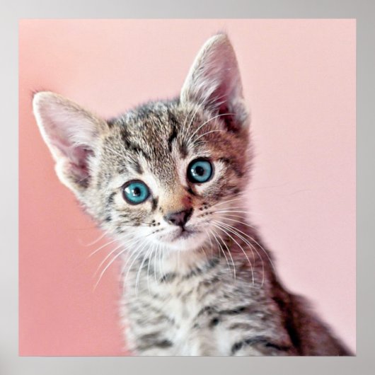 Poster Cute kitten with blue eyes. (Devant)