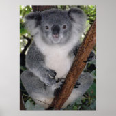 POSTER CUTE KOALA BEAR (Devant)