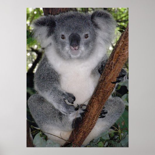 POSTER CUTE KOALA BEAR (Devant)
