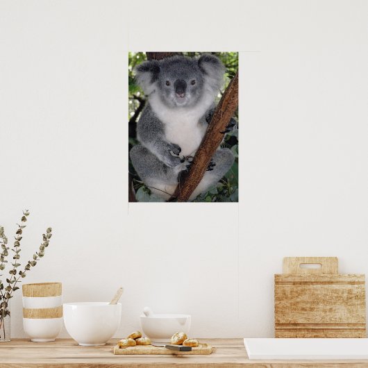 POSTER CUTE KOALA BEAR (Cuisine)