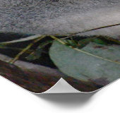 POSTER CUTE KOALA BEAR (Coin)