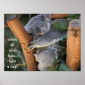Poster Cute Koala Bear, when all else fails take a nap (Devant)