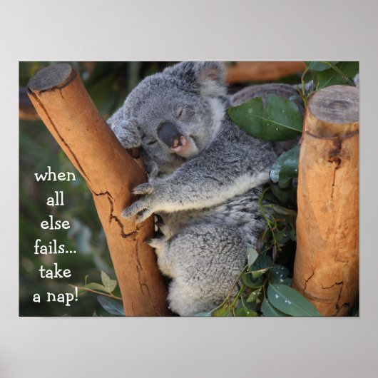 Poster Cute Koala Bear, when all else fails take a nap (Devant)