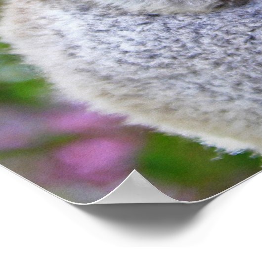 Poster Cute Koalas (Coin)