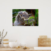 Poster Cute Koalas (Cuisine)