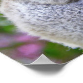 Poster Cute Koalas (Coin)