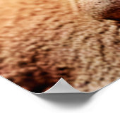 Poster Cute Leopard Gecko Sunset Desert Design (Coin)