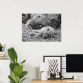Poster Cute Lion Cub Repose Avec Le Père (Bureau à domicile)