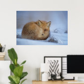 Poster Cute Little Fox Curling Up Winter Photo (Bureau à domicile)