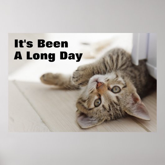 Poster Cute Little Kitten (Devant)