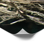 Poster Cute Lizard (Coin)