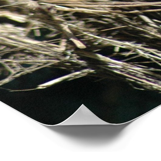 Poster Cute Lizard (Coin)