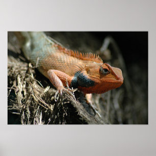 Poster Cute Lizard