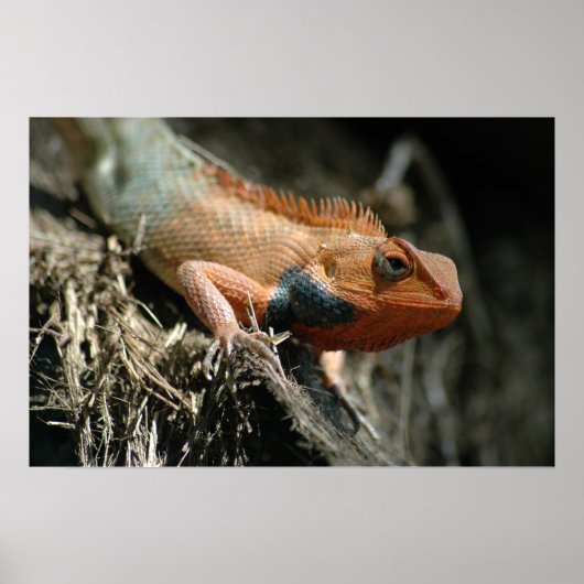Poster Cute Lizard (Devant)