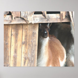 Poster Cute Llama Dans La Ferme Des Granges
