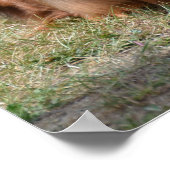 Poster Cute Long Haired Daschund (Coin)