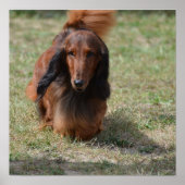 Poster Cute Long Haired Daschund (Devant)