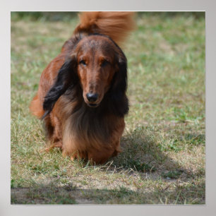 Poster Cute Long Haired Daschund