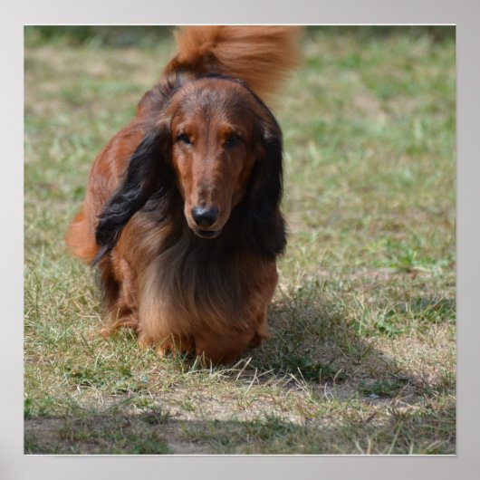 Poster Cute Long Haired Daschund (Devant)