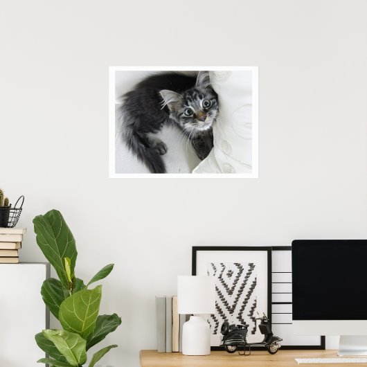 Poster Cute Longue Haine Tabby Kitten, Gros Yeux (Bureau à domicile)