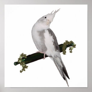 Poster Cute Lutino Cockatiel Bird Ivy Perch Animal