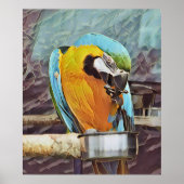 POSTER CUTE MACAW (Devant)