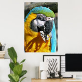 POSTER CUTE MACAW (Bureau à domicile)
