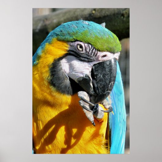 POSTER CUTE MACAW (Devant)
