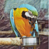 POSTER CUTE MACAW