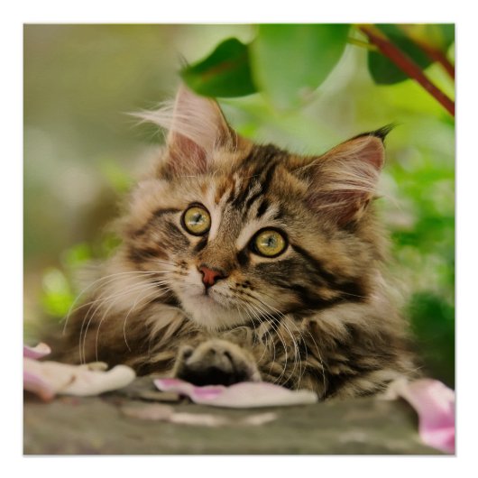 Poster Cute Maine Coon chaton (Devant)