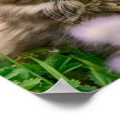 Poster Cute Maine Coon Kitten Chat Animal Photo (Coin)