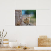 Poster Cute Meerkat Sat sur arbre (Cuisine)