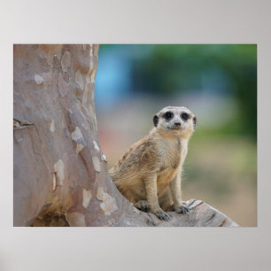 Poster Cute Meerkat Sat sur arbre