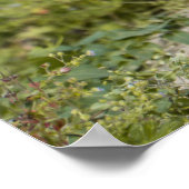 Poster Cute Meerkats (Coin)