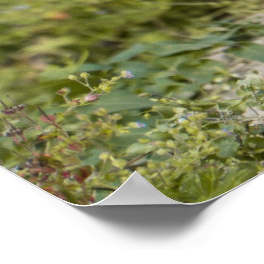 Poster Cute Meerkats (Coin)