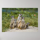 Poster Cute Meerkats (Devant)