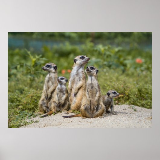 Poster Cute Meerkats (Devant)