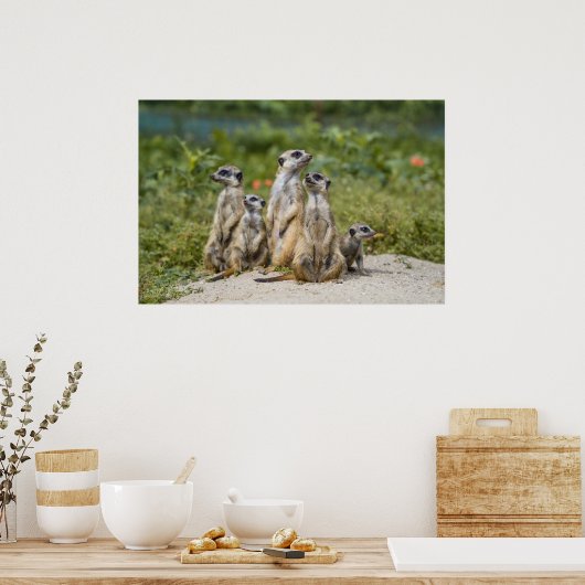 Poster Cute Meerkats (Cuisine)