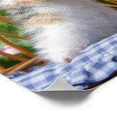 Poster Cute Nosy Baby Chat Kitten dans un jardin fleuri - (Coin)