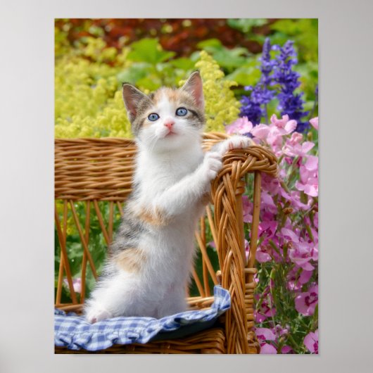 Poster Cute Nosy Baby Chat Kitten dans un jardin fleuri - (Devant)