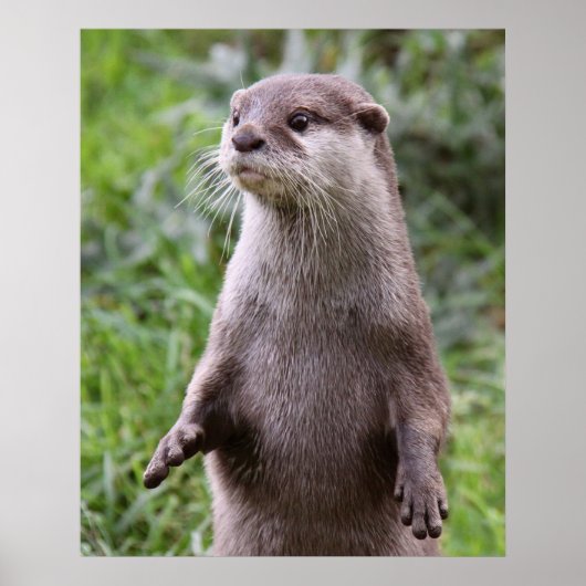 Poster Cute Otter (Devant)