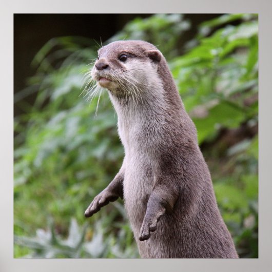 Poster Cute Otter debout (Devant)