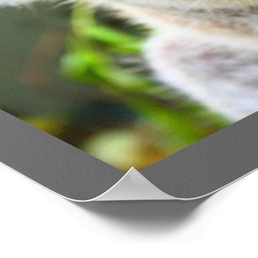 Poster Cute Ours Koala (Coin)