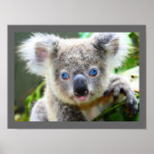 Poster Cute Ours Koala (Devant)