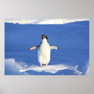Poster Cute Penguin