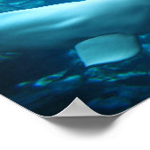 Poster Cute Playful Beluga Whale In Aquarium At Georgia (Coin)