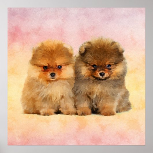 Poster Cute Pomeranian Allemand Spitz Puppies (Devant)