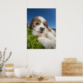 Poster Cute puppy dog (Cuisine)